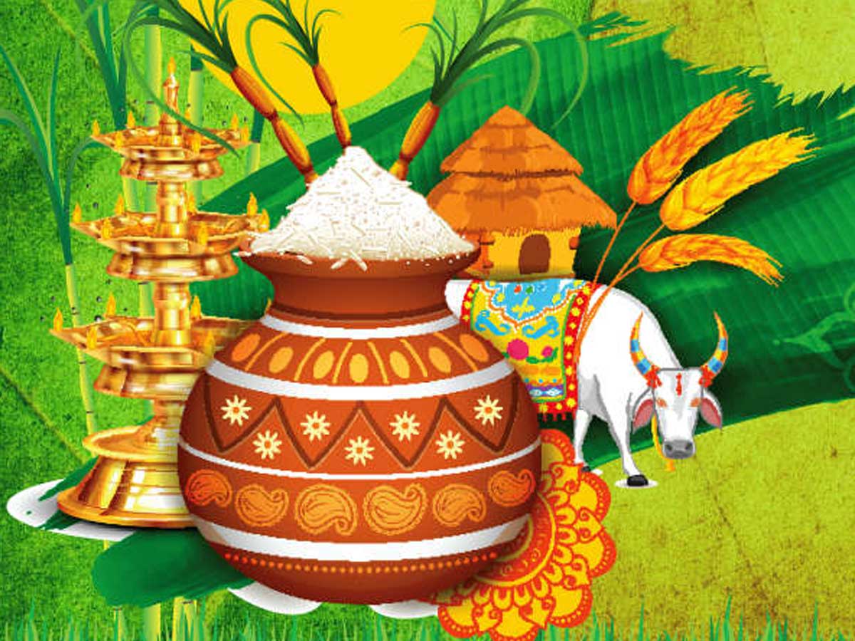 About Pongal History, Importance and Significance