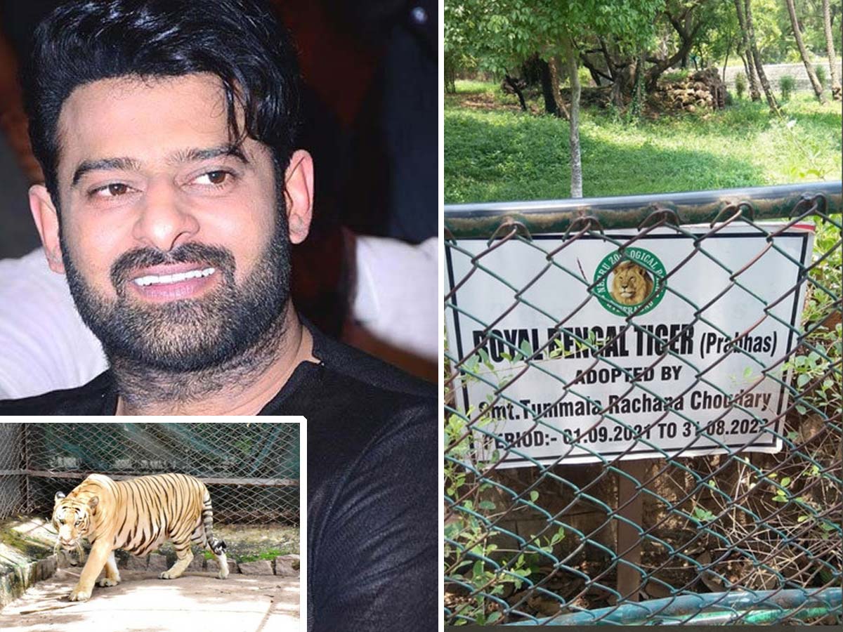 Royal Bengal Tiger named as Prabhas